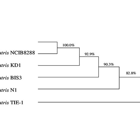 The evolutionary tree between CH12 and other Rhodopseudomonas palustris... | Download Scientific ...