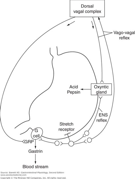 Gastric Secretion Basicmedical Key