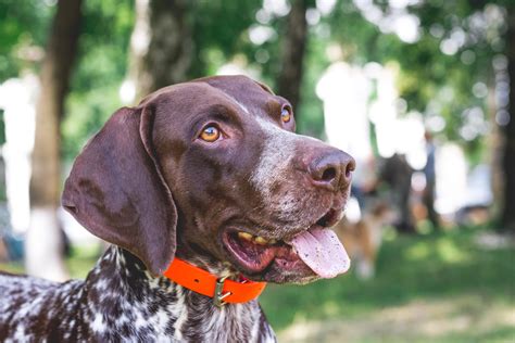 Are German Longhaired Pointers Intelligent Dogs