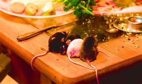 How To Keep Mice Out Of Your Home Simple Prevention Methods To Keep