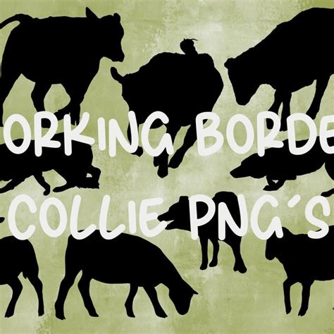 Border Collie Svg Etsy