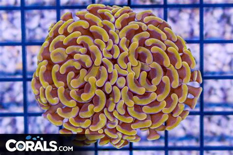 Big Rare Branching Hammer Frag Australia Orange Corals