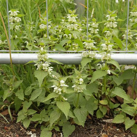 Lamium album (white dead-nettle)