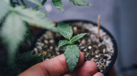 Cannabis Anbau für Anfänger Vom Samen bis zur Ernte Indoor Phasen