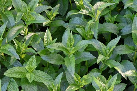 Free picture: mint, plant, herb, leaves, leaf, flora, basil, nature, aromatic, spice