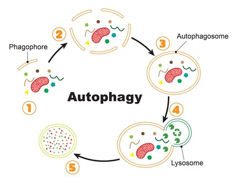 Lysosome - the cell’s recycling center - definition, structure ...