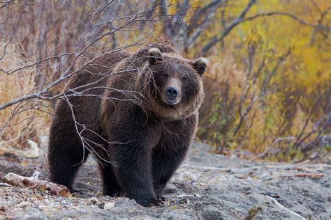 The Asian Brown Bear Read About It Here