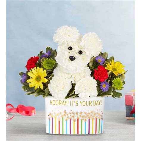 1 800 Flowers® Party Pooch™ Leesburg Fl