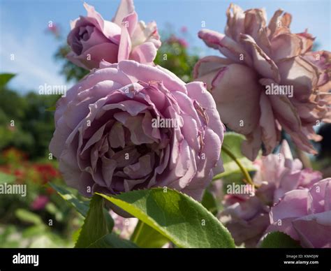 Lavender Rose Hi Res Stock Photography And Images Alamy