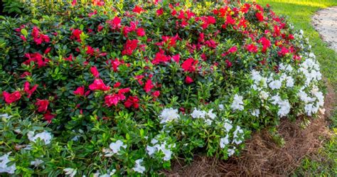 Encore Azalea Bloom Charts (A Bloom Guide) | Encore Azalea