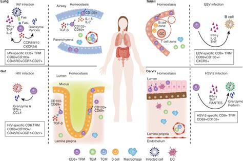 Human Mucosal Tissue Resident Memory T Cells In Health And Disease