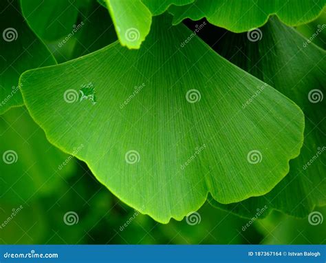 Fresh Green Ginkgo Biloba Tree Leaf Closeup View Home Medicine Use