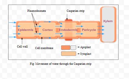 Give the location of the casparian strip and explain its role in the ...