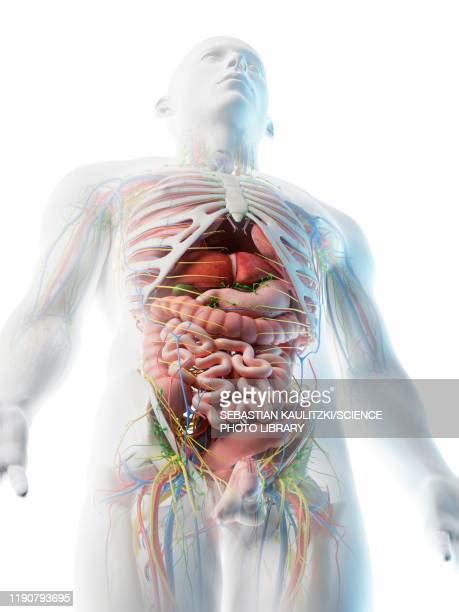 28 Upper Gastrointestinal Bleeding Stock Photos High Res Pictures And