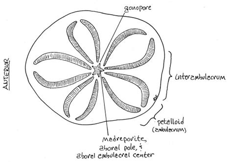 Anatomy Of A Sand Dollar - Anatomical Charts & Posters