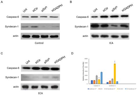 Understanding The Molecular Role Of Syndecan In The Regulation Of