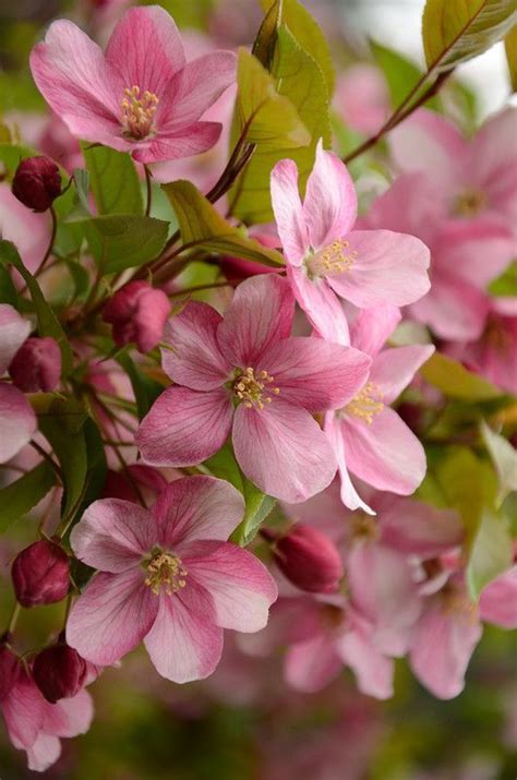 Pink Flowers Blooming on a Tree