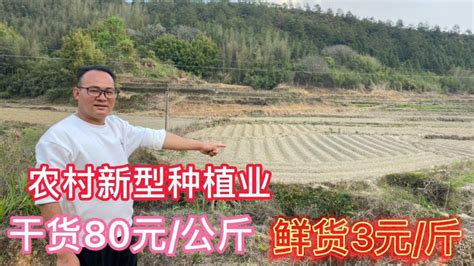 农村出现一暴利赚钱种植业，老乡承包20亩土地种植，看看种的什么 Youtube