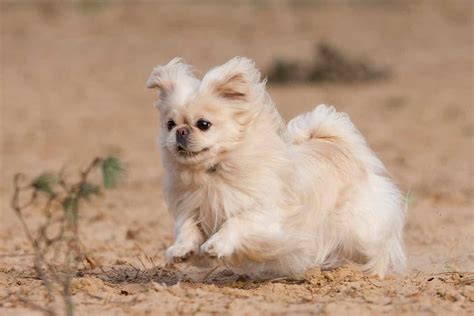 Pekingese Dog Breeds Facts Advice And Pictures Mypetzilla Uk