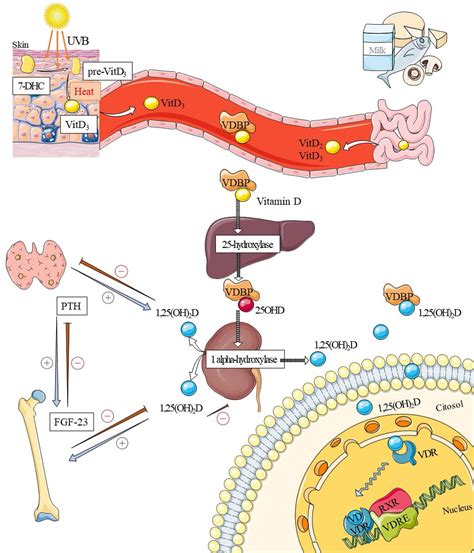 Vitamin D metabolism and extraskeletal outcomes: an update - Archives ...