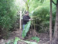 Banana Winter Plant Protection Big Plant Nursery