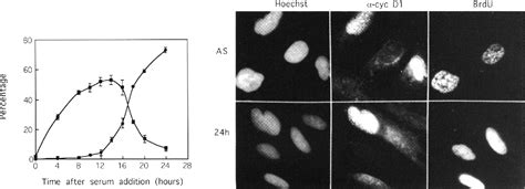 Cell Cycle Progression | Semantic Scholar