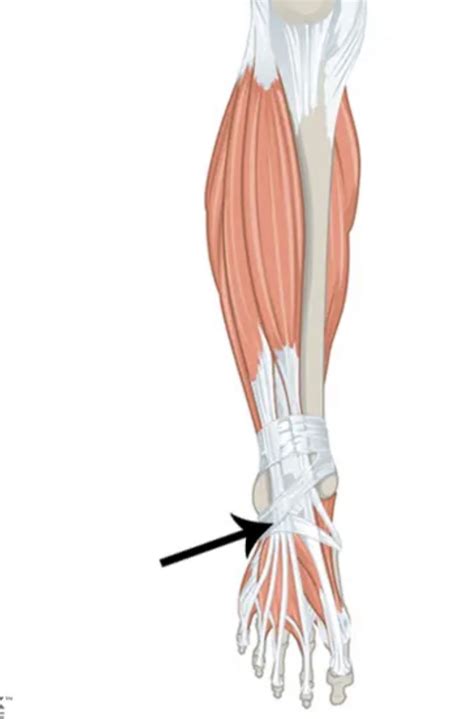 Anatomy Assignment Rectus Femoris Muscle Function The Primary