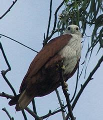 Category:Birds of the Hebbal Lake - Wikimedia Commons