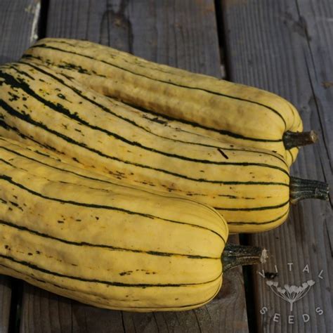 Winter Squash Delicata Zeppelin Organic Vital Seeds