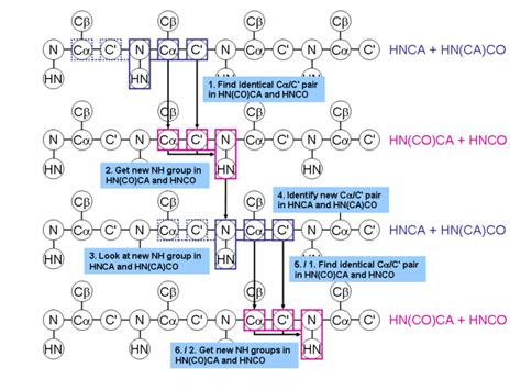 Triple Resonance Backbone Assignment Protein Nmr