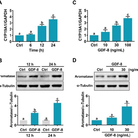 Gdf Stimulates Aromatase Expression In Hgl Cells A And B Cells Were