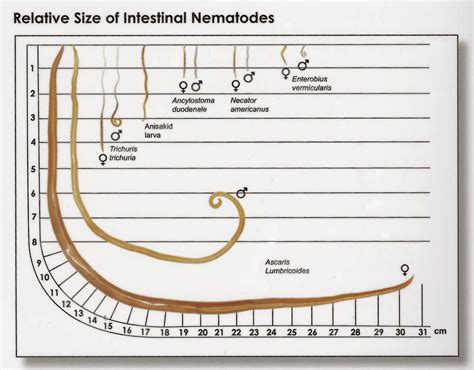 Worm Parasite Identification Chart