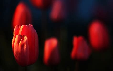 Wallpaper Flowers Red Plants Tulips Petals Color Flower Tulip