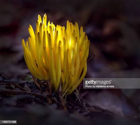 66 Yellow Coral Mushroom Stock Photos, High-Res Pictures, and Images ...