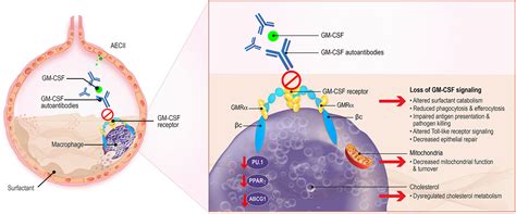 Frontiers The Role Of Gm Csf Autoantibodies In Infection And