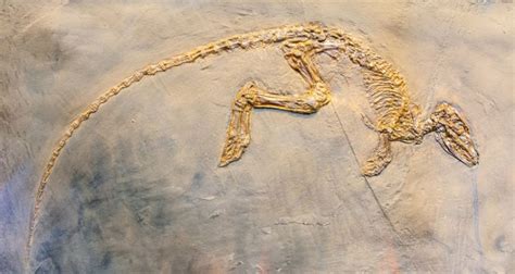 When & Where Was the First Dinosaur Fossil Found?