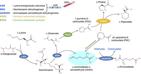 Frontiers Lysine Catabolism Through The Saccharopine Pathway Enzymes And Intermediates