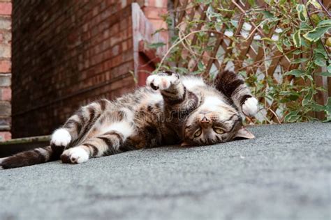 Tabby Cat Rolling On Sidewalk Stock Photo Image Of Lying Tummy 55330112