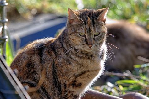 Torbie Cat: Complete Guide to Their Unique Coat Pattern - Cat Queries