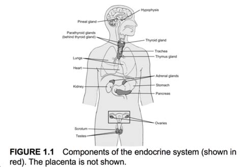 IB 140 1 Endocrinology Flashcards Quizlet