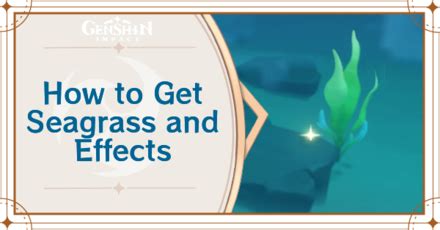 seagrass locations  item guide genshin impactgame