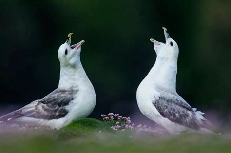 Tour Shetland Islands Wildlife And Landscape Photo Adventure