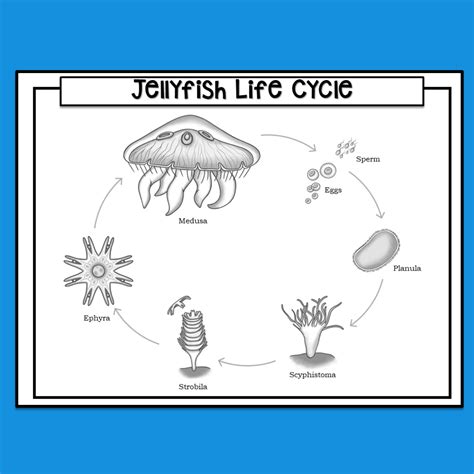 jellyfish life cycle   teachers