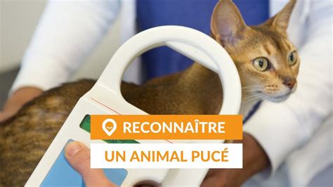 Comment savoir si un chat ou chien est pucé Guide YouTube