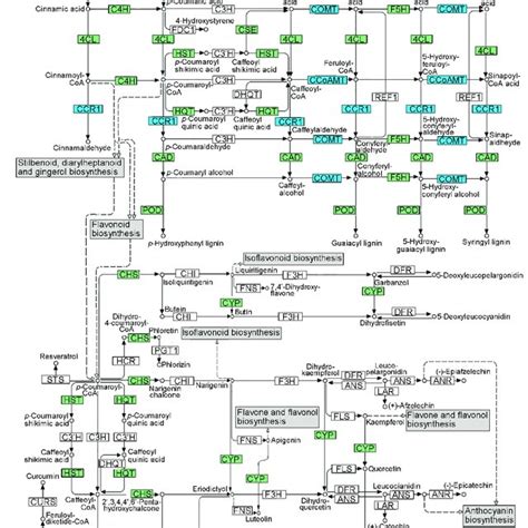 Schematic Representation Of Secondary Metabolite Pathway Map For