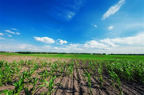 Premium Photo | Corn field in sunset