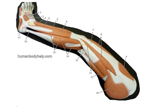 Lower Limb Lateral Diagram Quizlet