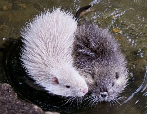 Rare Albino Animals From Around The World Daily Sabah