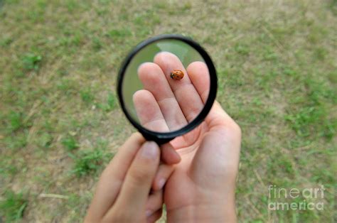 Ladybug Under Magnifying Glass Photograph By Sami Sarkis