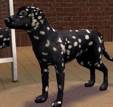 Black Dalmatian With White Spots : r/dalmatians